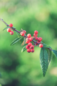 Zweig mit roten Beeren Zweig mit roten Beeren